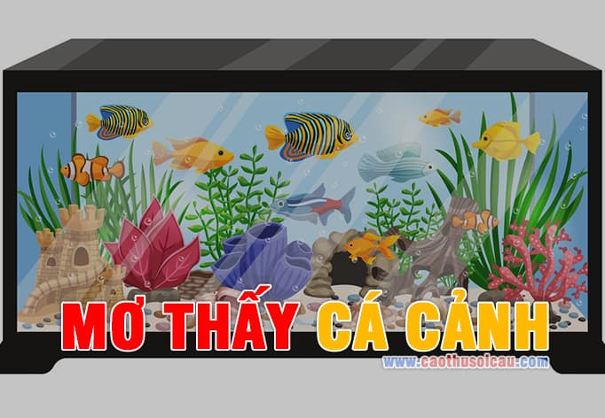 Mơ Thấy Cá Cảnh đánh con gì chuẩn Lô Đề hôm nay ?