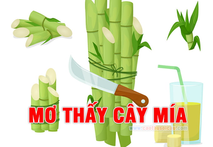 Mơ Thấy Cây Mía đánh con gì ? Cây mía là số mấy chính xác ?