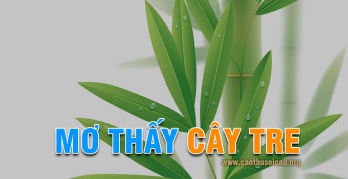 Mơ thấy cây tre đánh con gì, cây tre là số mấy chơi lô đề hôm nay
